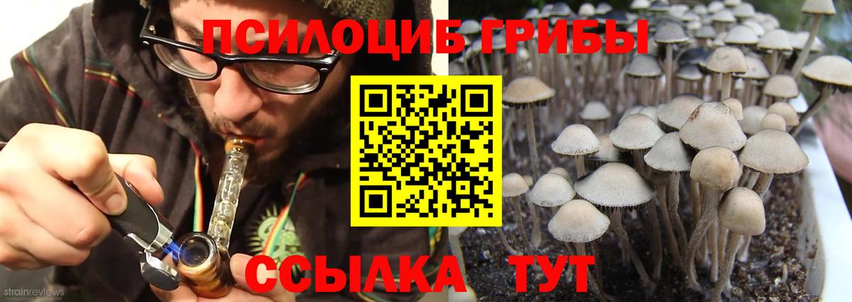 Галлюциногенные грибы Psilocybe  Вход с VPN  Калининград 